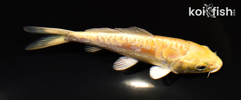 5" ARAGOKE YAMABUKI OGON