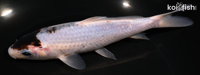 6.5" GOROMO