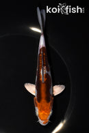 6.25" DOITSU OCHIBA SHIGURE