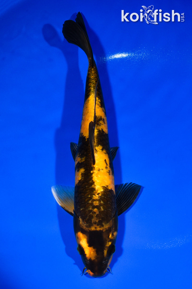12.5" KI UTSURI