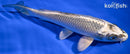 7" GINGA