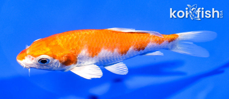 5.25" HARIWAKE