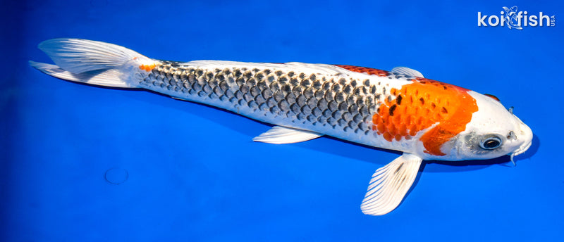 15.5" KUJAKU