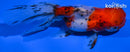 4.5" ORANDA GOLDFISH