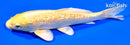 6.75" GINRIN YAMABUKI OGON