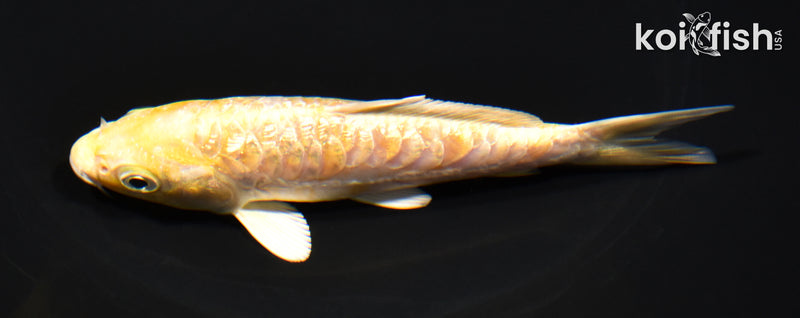 5.25" GINRIN ARAGOKE LEMON HRIWAKE