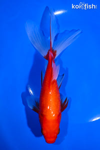 7.25" WATONAI GOLDFISH