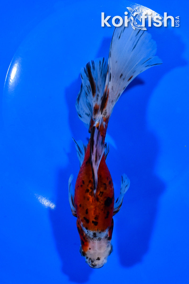 7" CALICO WATONAI GOLDFISH
