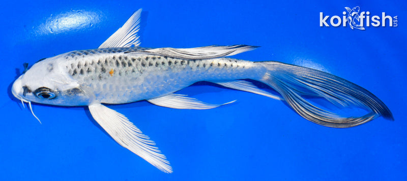 6" GIN MATSUBA BUTTERFLY