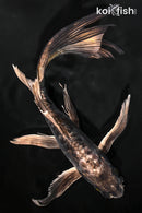 9.5" KIKOKURYU BUTTERFLY