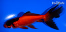5" WATONAI GOLDFISH
