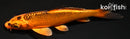 4.25" KIN ORENJI MATSUBA