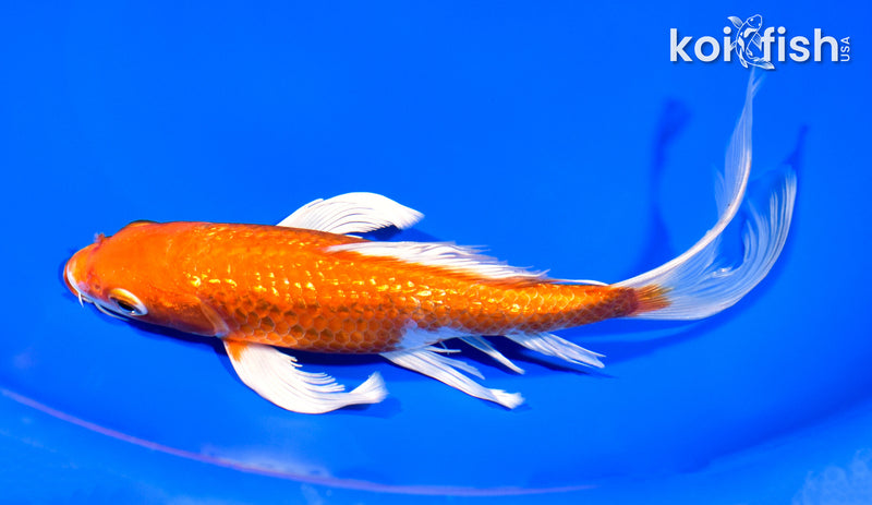 7.75" GINRIN HARIWAKE BUTTERFLY