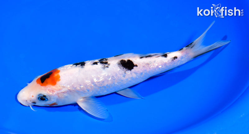 8" GINRIN TANCHO SANKE