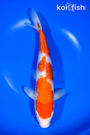 9.5" GINRIN NIDAN KOHAKU