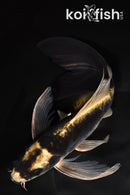 8.5" KABUTO BUTTERFLY