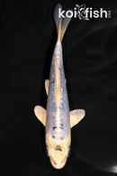 6" KIKOKURYU