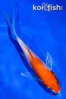 4.5" HARIWAKE BUTTERFLY