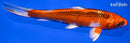 7.25" KUJAKU