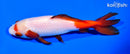 6.25" WAKIN GOLDFISH