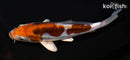 6.25" DOITSU OCHIBA SHIGURE