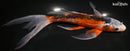 9.75" HI SHUSUI BUTTERFLY