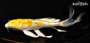 7.75" KUJAKU BUTTERFLY