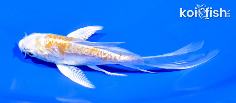 4" ARAGOKE HARIWAKE BUTTERFLY