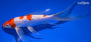 7.5" GINRIN HARIWAKE BUTTERFLY