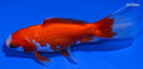 4.25" KUCHIBENI WAKIN GOLDFISH