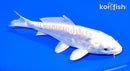 5.5" ARAGOKE PLATINUM OGON