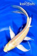 8.25" LEMON HARIWAKE BUTTERFLY