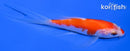 4" NIDAN KOHAKU BUTTERFLY