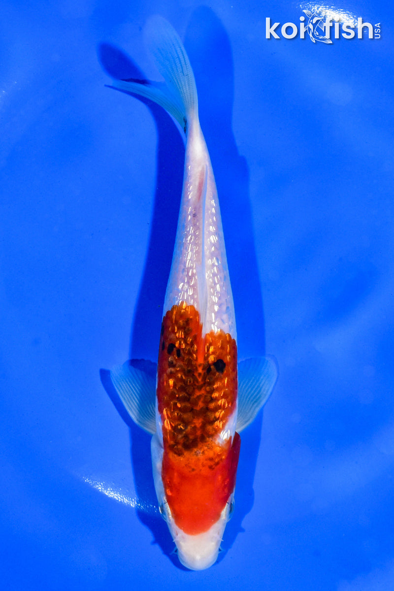 6.5" GINRIN GOROMO