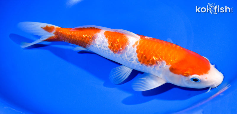 9.5" GINRIN NIDAN KOHAKU