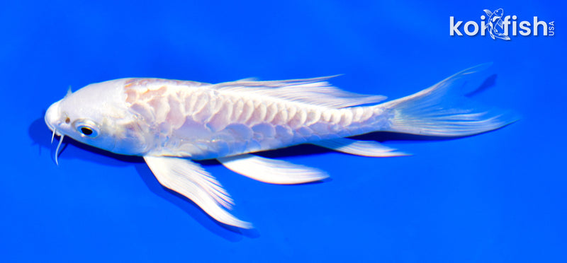 6" ARAGOKE KIKUSUI BUTTERFLY