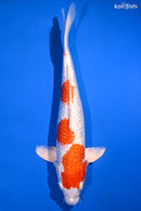14" GINRIN KOHAKU