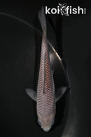 4.5" SORAGOI
