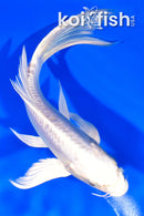 7" DOITSU PLATINUM OGON BUTTERFLY