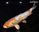 9" DOITSU OCHIBA SHIGURE