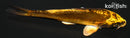 4.75" KIN KIKOKURYU