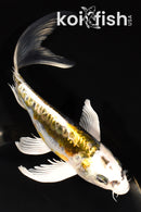7.75" KIN KIKOKURYU BUTTERFLY