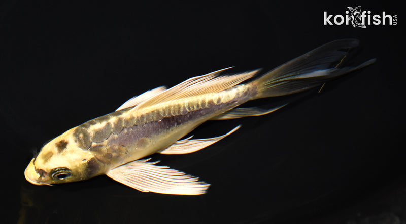 6.75" KIN KIKOKURYU BUTTERFLY