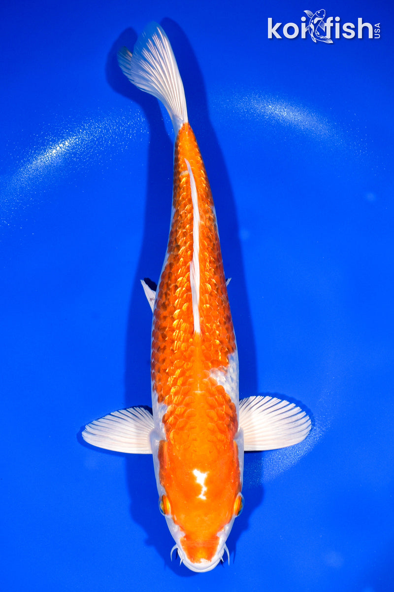 13" GINRIN HARIWAKE