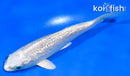 4.5" GINRIN PLATINUM OGON