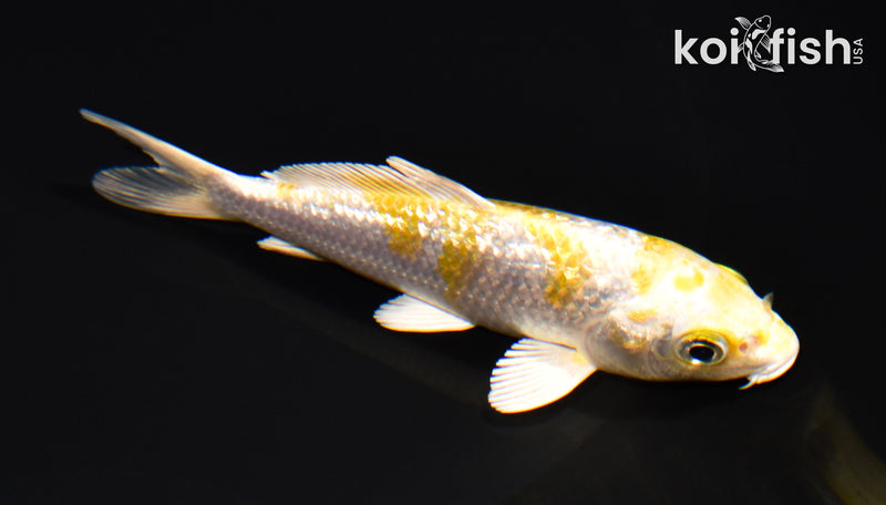 4.75" GINRIN LEMON HARIWAKE
