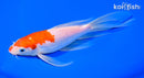 7" KOHAKU BUTTERFLY