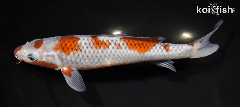 11" MARUTEN OCHIBA SHIGURE