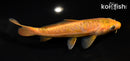 6.5" ARAGOKE CHAGOI