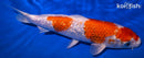 8" GINRIN HARIWAKE